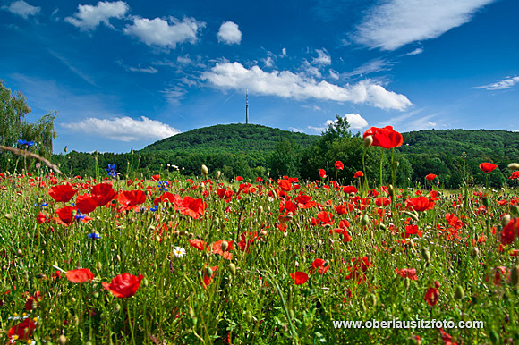 Foto von Peter Hennig PIXELWERKSTATT Mohnblüten vorm Löbauer Berg 
